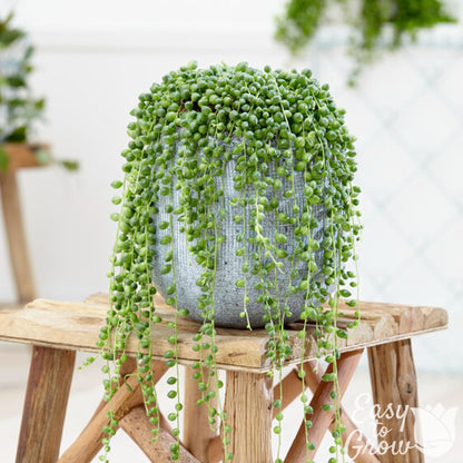 pearl plant indoor String of Pearls Houseplant – Easy To Grow Bulbs