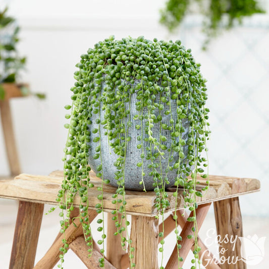 string of pearls houseplant in a decorative pot on a stool