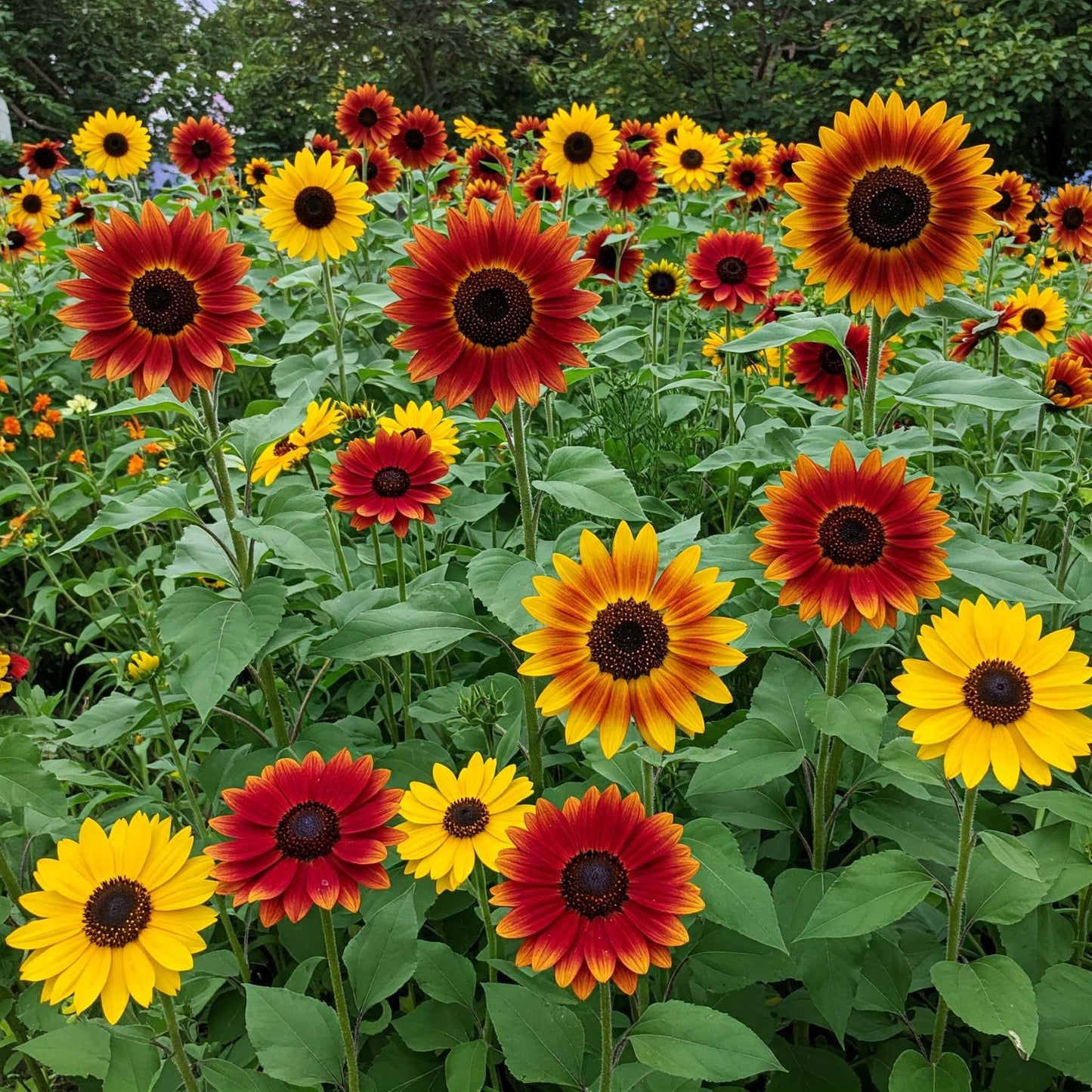poast herbicide for sunflowers Easy to Grow Sunflower Mix Seed