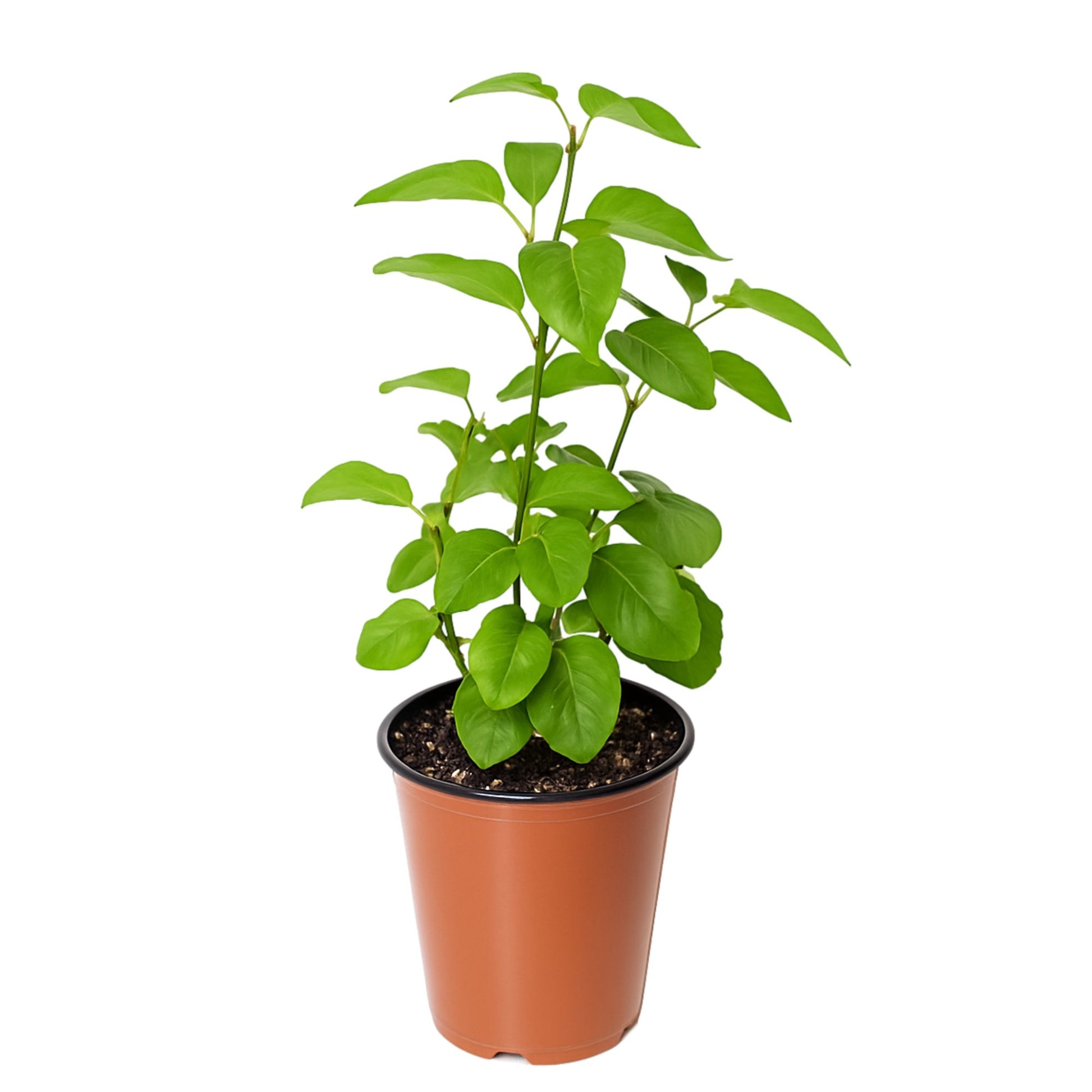 can you plant a lilac in a pot Syringa French Lilac Primrose
