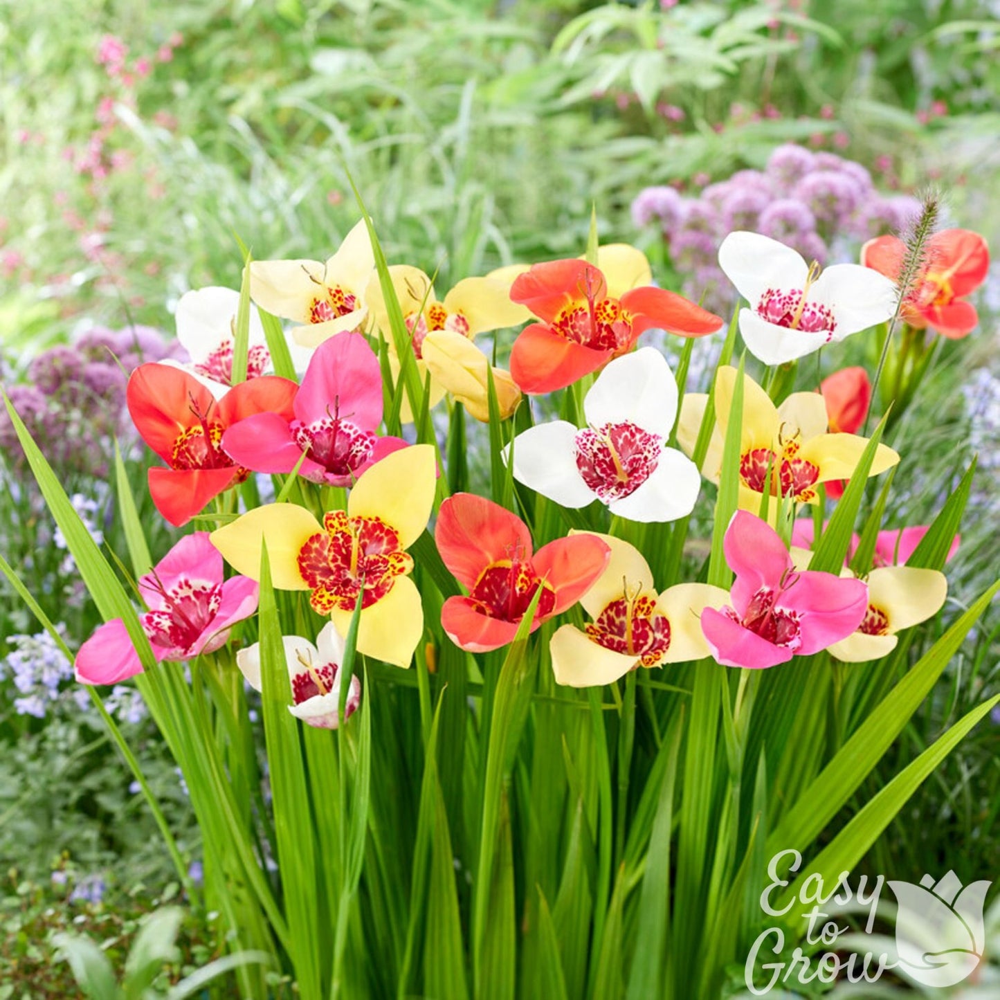 Pinks, Reds, Yellows, Oranges and Whites flowers in Tigridia Tigerflower Mix.