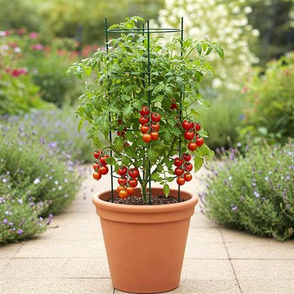 can i plant cherry tomatoes in a pot Easy to Grow Red Cherry Tomato Seed