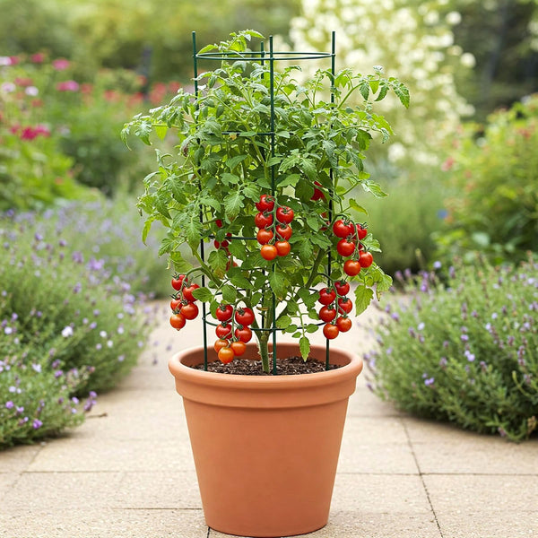 cherry tomato plant pot size Easy to Grow Red Cherry Tomato Seed