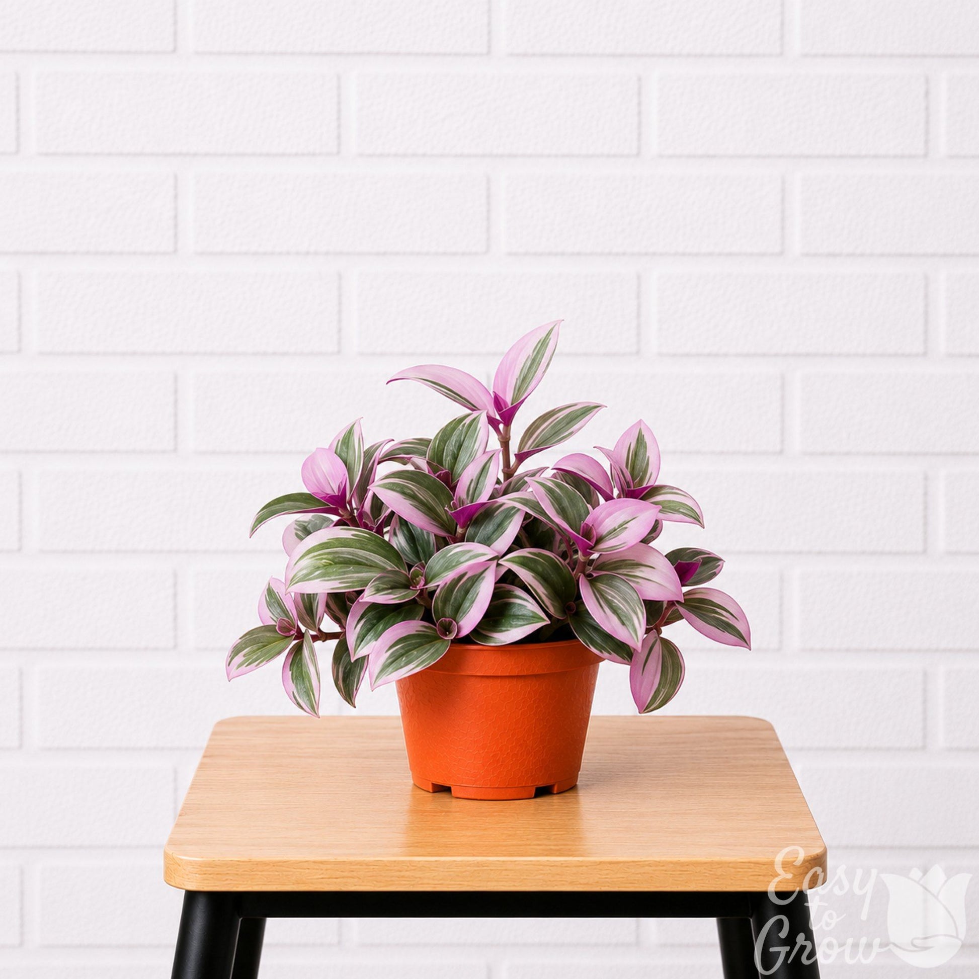 Tradescantia nanouk Bubblegum plant in a grower pot on a stool