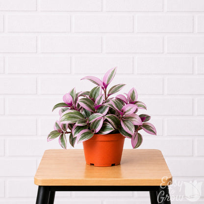 Tradescantia nanouk Bubblegum plant in a grower pot on a stool