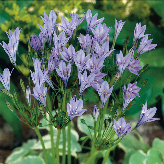 Triteleia Queen Fabiola Blooming