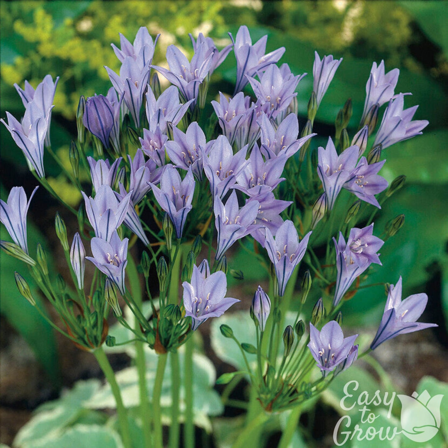 Triteleia Queen Fabiola Blooming in light purple with dark purple stripes