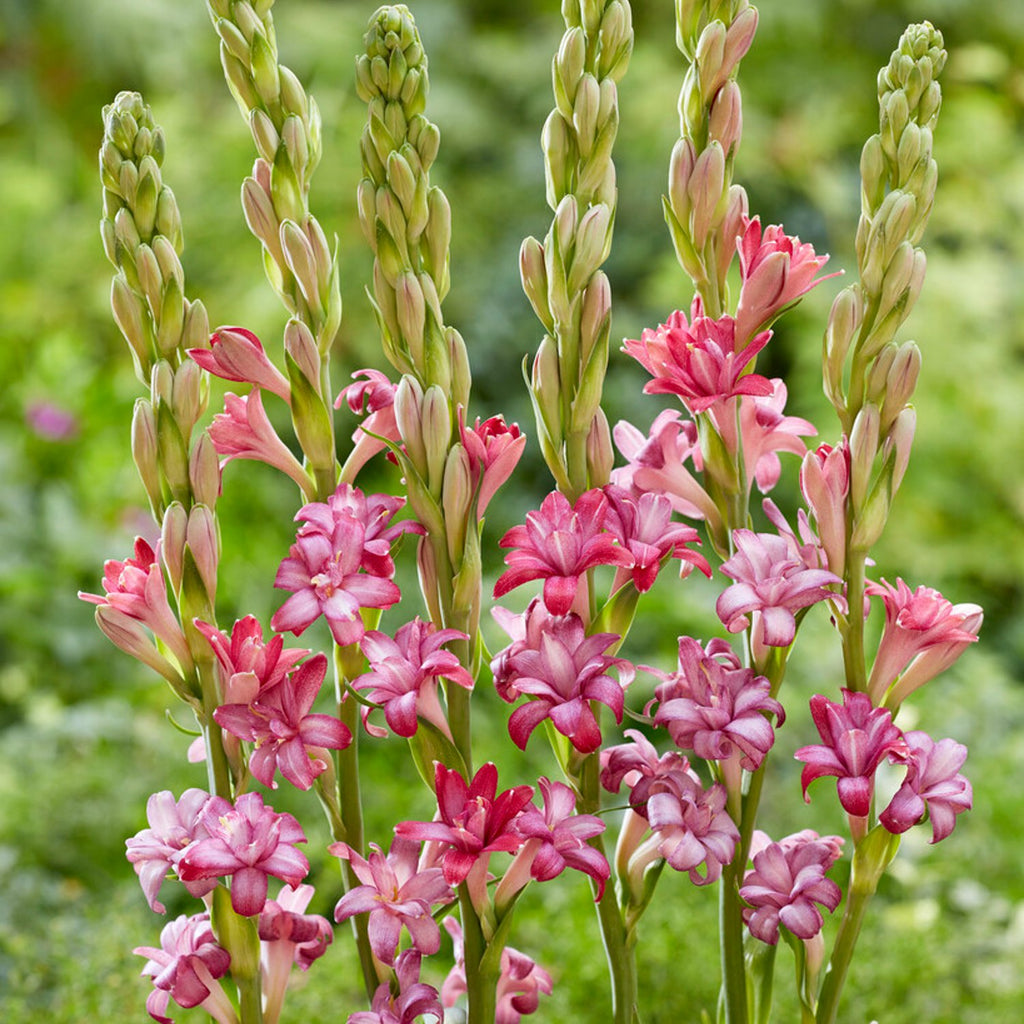 Tuberose Planting & Growing Guide - Easy to Grow Bulbs – Easy To Grow Bulbs