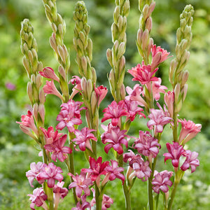 Tuberose Cherry - light pink fragrant flowers edged in hot pink