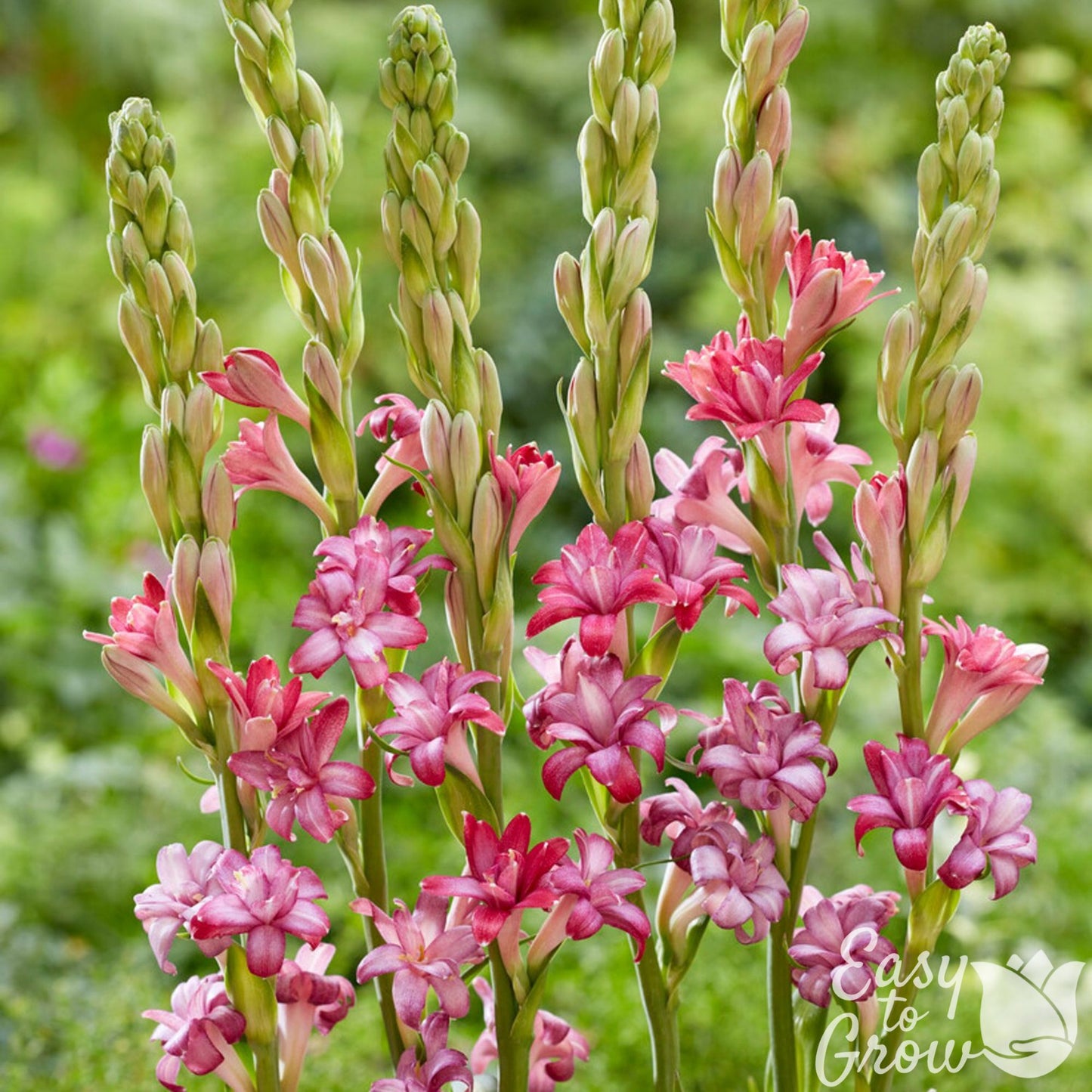 Tuberose Cherry - light pink fragrant flowers edged in hot pink