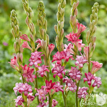 Tuberose Cherry - light pink fragrant flowers edged in hot pink