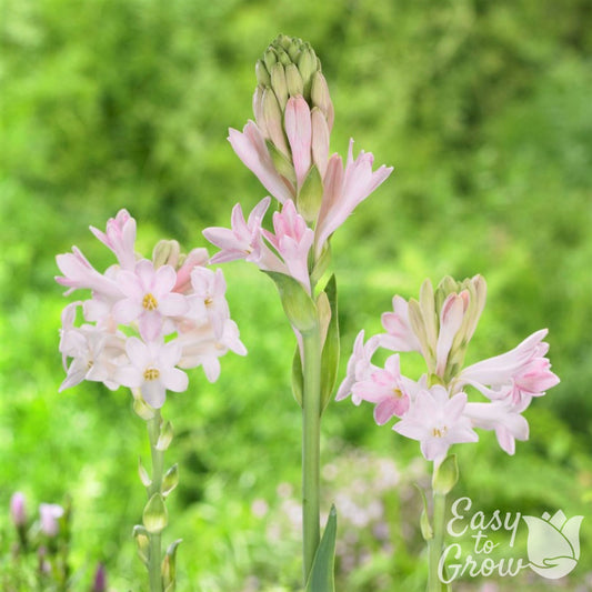 Tuberose Pink Sensation Flowers