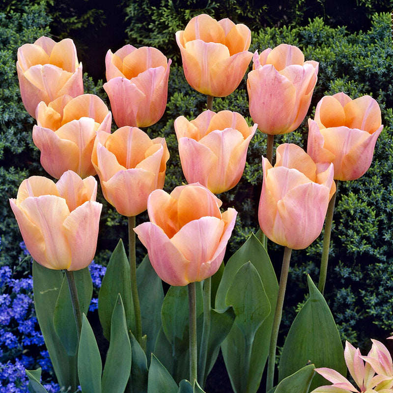 Apricot pink-orange Tulip blooms of Apricot Beauty