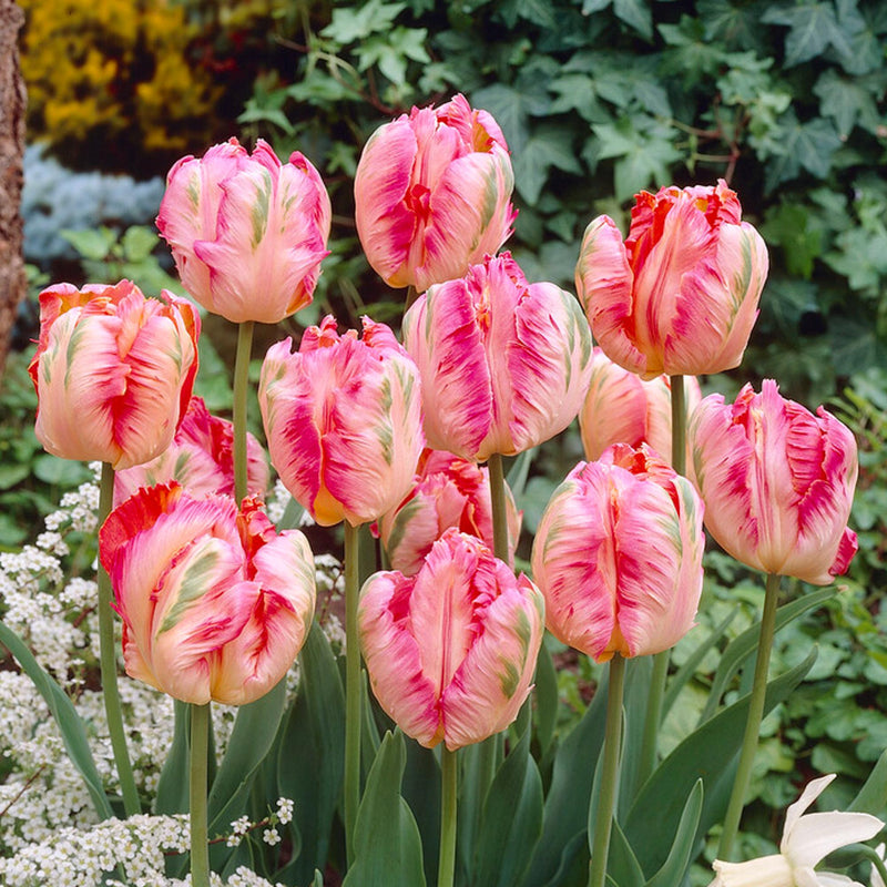 multicolored pink ruffled blooms of Apricot Parrot Tulip