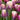Dark pink petals with cream yellow-white edges of Tulip Atlantis