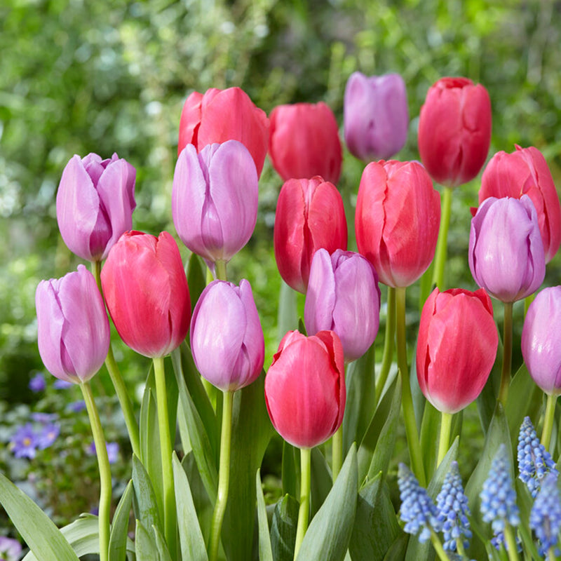 mixed cherry pink and purple tulip blooms