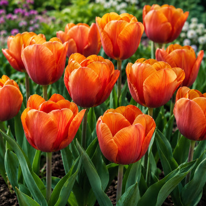Tulip - Cairo
