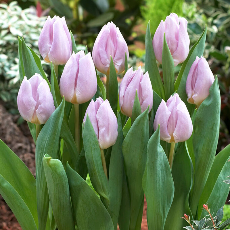 lilac purple-pink Tulip blooms