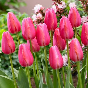 bright pink tulip blooms