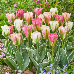 mixed color blooms of Tulip China Town Mix