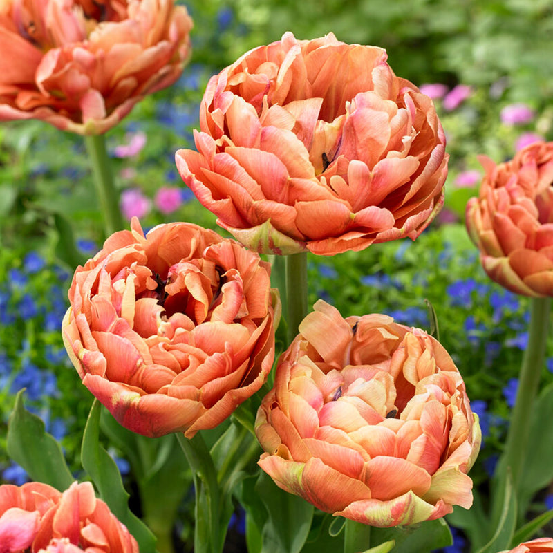 brilliant coral, orange and peach tulip blooms