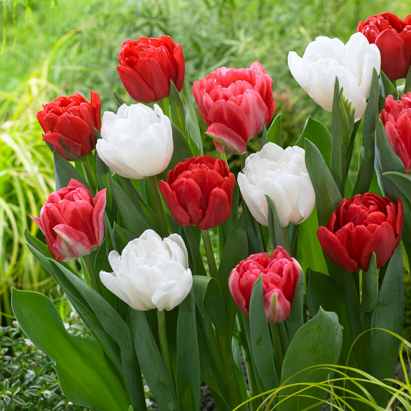 Red, Pink & White Foxtrot Tulip blooms