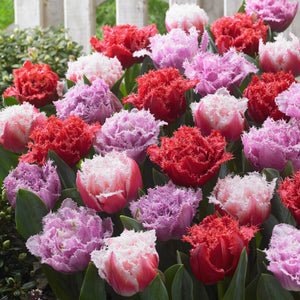 mixed pink, purple and red fringed tulip blooms