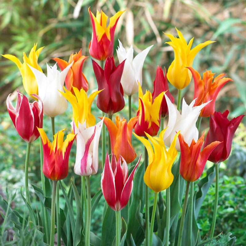 striking mixed colors of lily flowering tulips