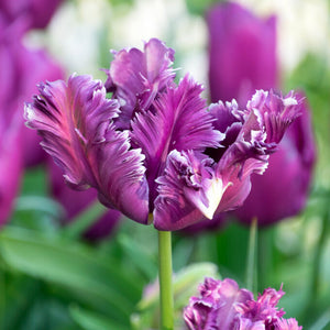 purple bloom of parrot tulip