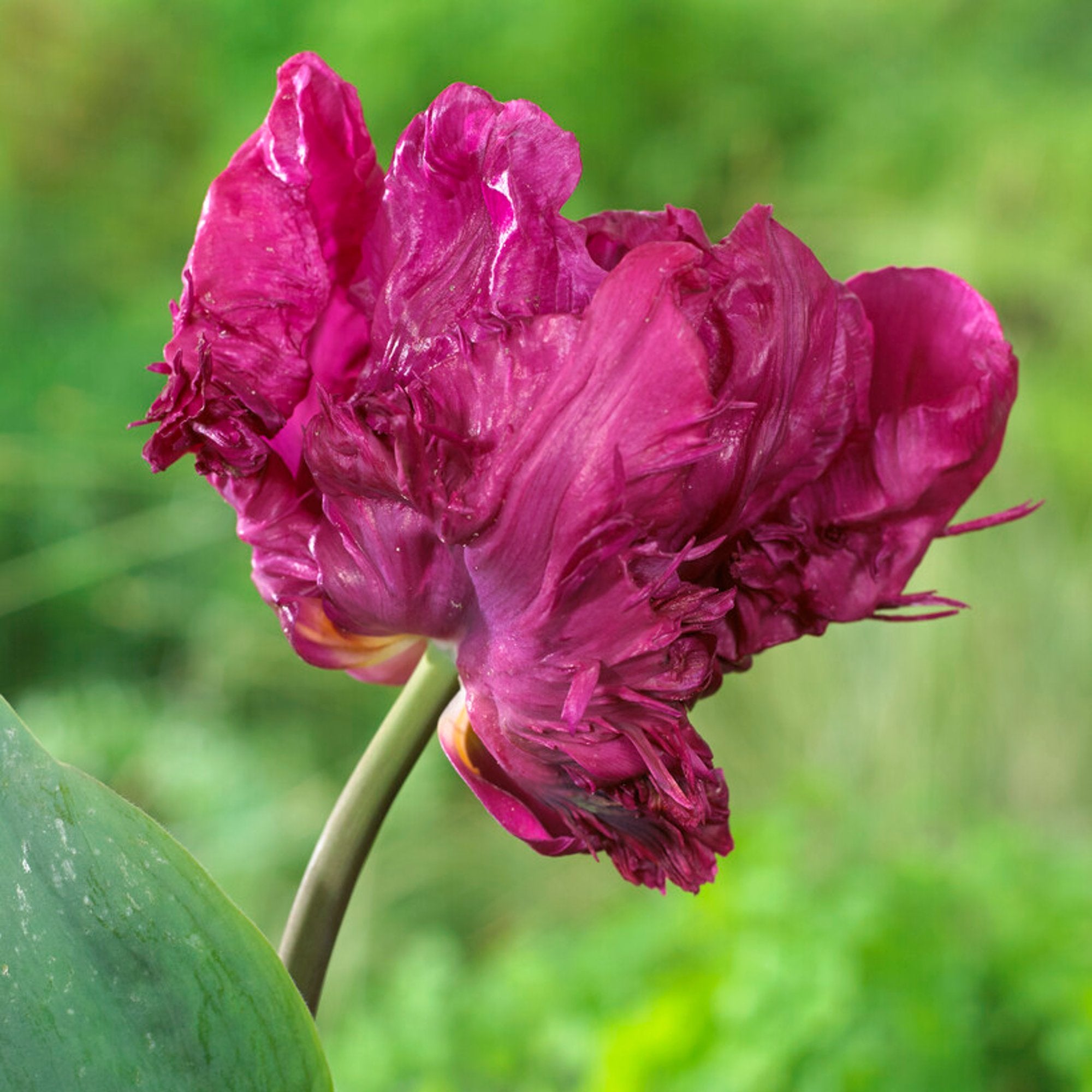 Popular Bright Purple Tulip Bulbs for Sale Online | Parrot Prince ...