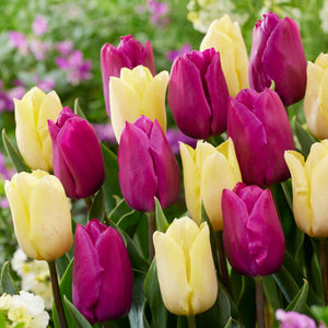 mixed purple and yellow tulip blooms