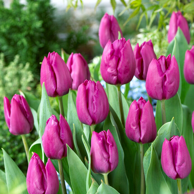 purple tulip blooms