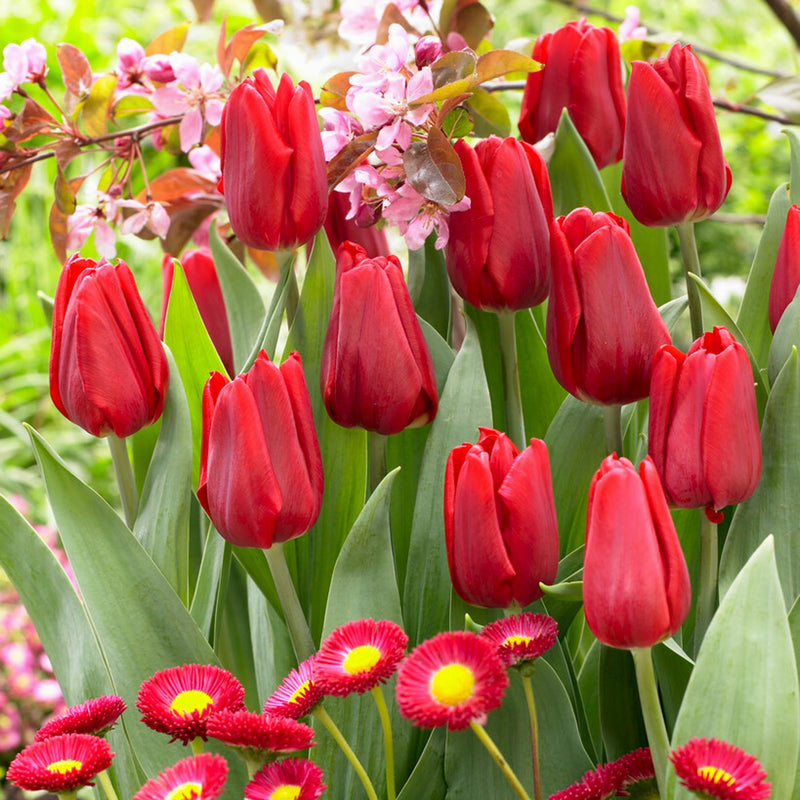 red tulip blooms