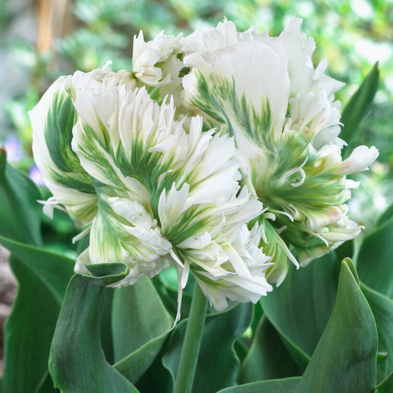 white and green parrot tulip bloom
