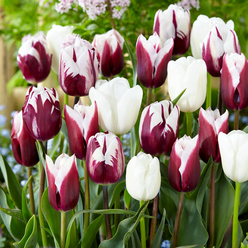 mixed deep maroon and white tulip blooms