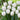 White Blooms of Tulip White Foxtrot