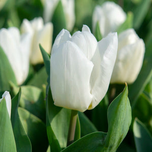 white tulip blooms