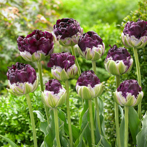full deep purple blooms of Tulip Wow