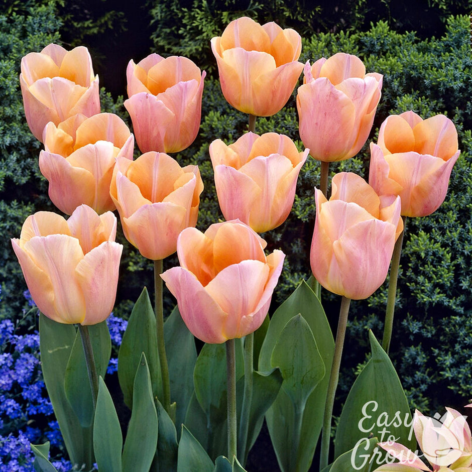 Tulip Bulbs for Sale | Colorful Spring Flowers - Easy to Grow™ – Easy ...
