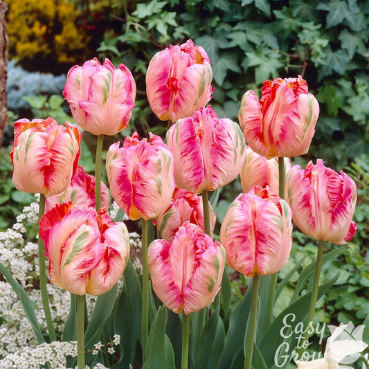 multicolored pink ruffled blooms of Apricot Parrot Tulip
