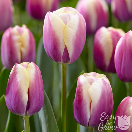 Dark pink petals with cream yellow-white edges of Tulip Atlantis