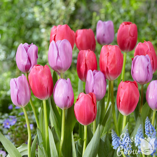 mixed cherry pink and purple tulip blooms