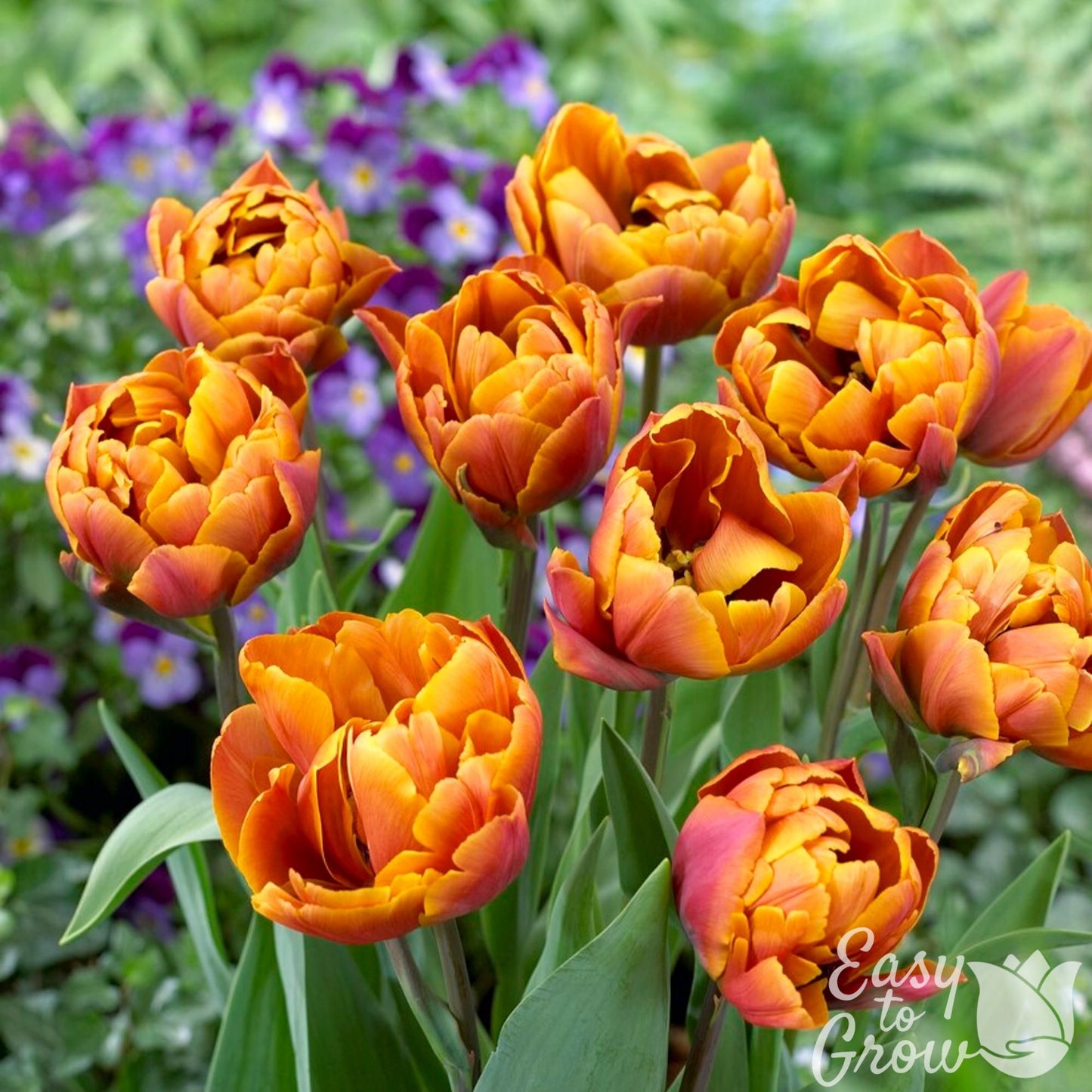 coppery orange tulip blooms
