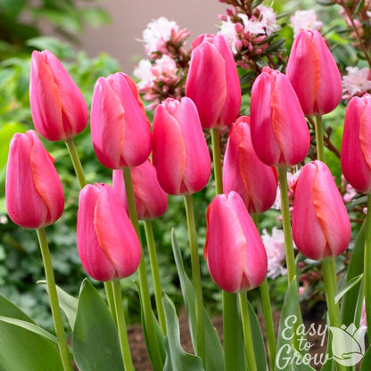 bright pink tulip blooms