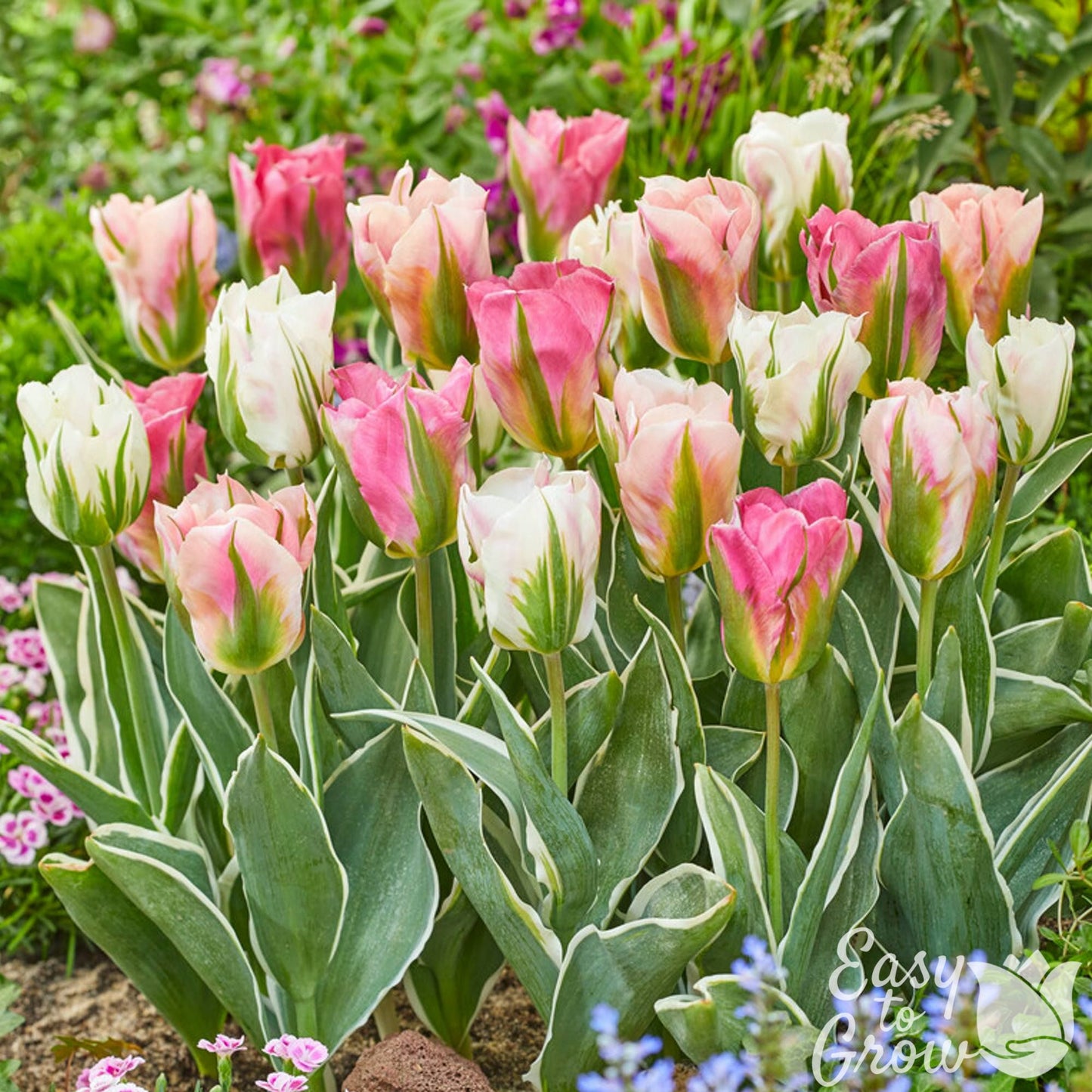 pink and white Viridiflora Tulip blooms with variegated foliage