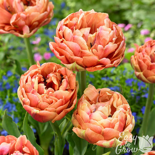 brilliant coral, orange and peach tulip blooms