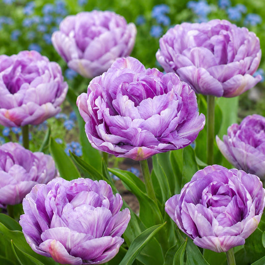 Tulips blooming in silver-violet hues
