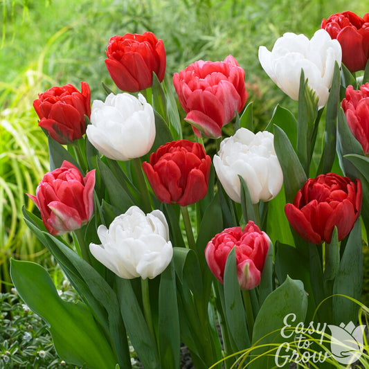Red, Pink & White double Tulip blooms