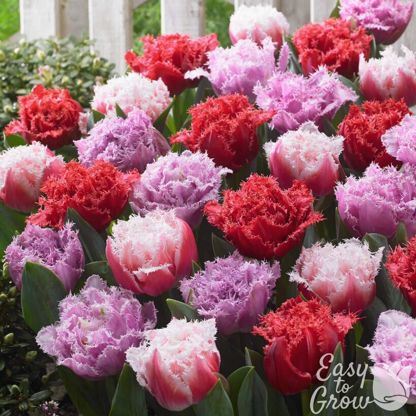 mixed pink, purple and red fringed tulip blooms