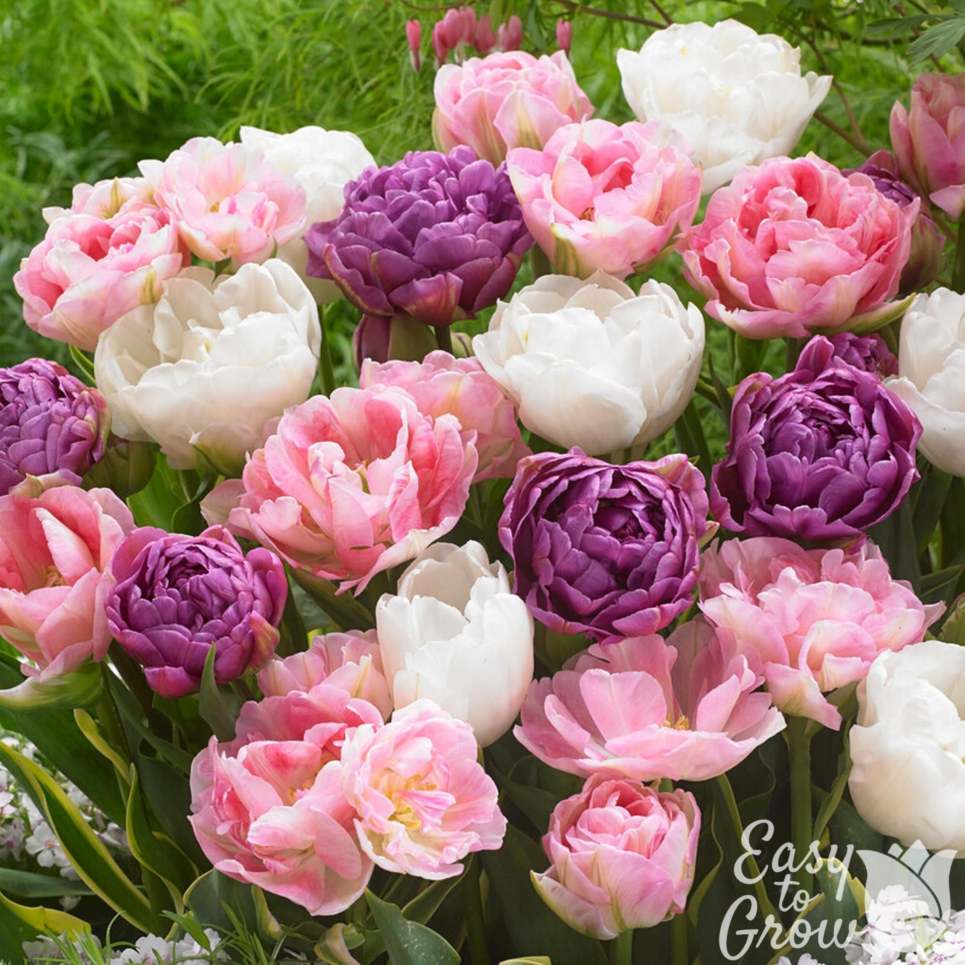 mixed colors in pink, purple and white double-flowering tulips